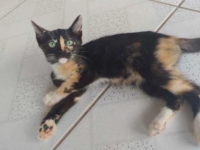 Gato ra a Mestiça idade 2 a 6 meses nome Sem nome