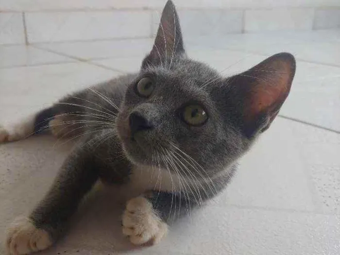 Gato ra a Mestiça idade 2 a 6 meses nome Sem nome