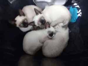 Gato raça  idade 2 a 6 meses nome Ainda não nomeados