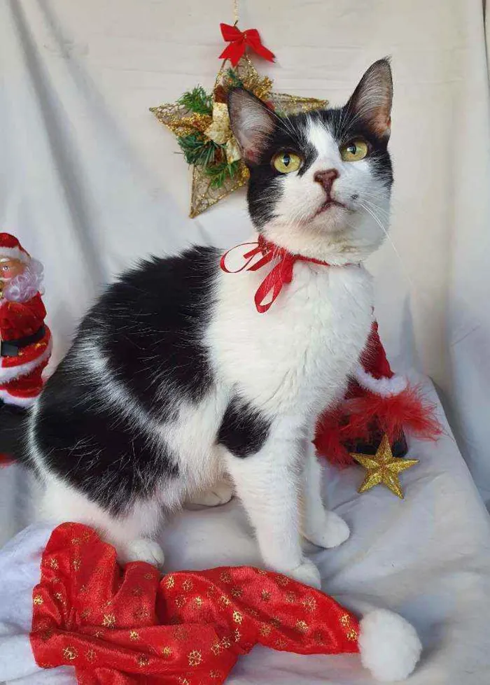 Gato ra a SRD idade 2 anos nome COOKIE 