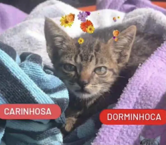 Gato ra a SRD idade Abaixo de 2 meses nome Mina 