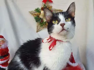 Gato raça SRD idade 2 anos nome COOKIE 