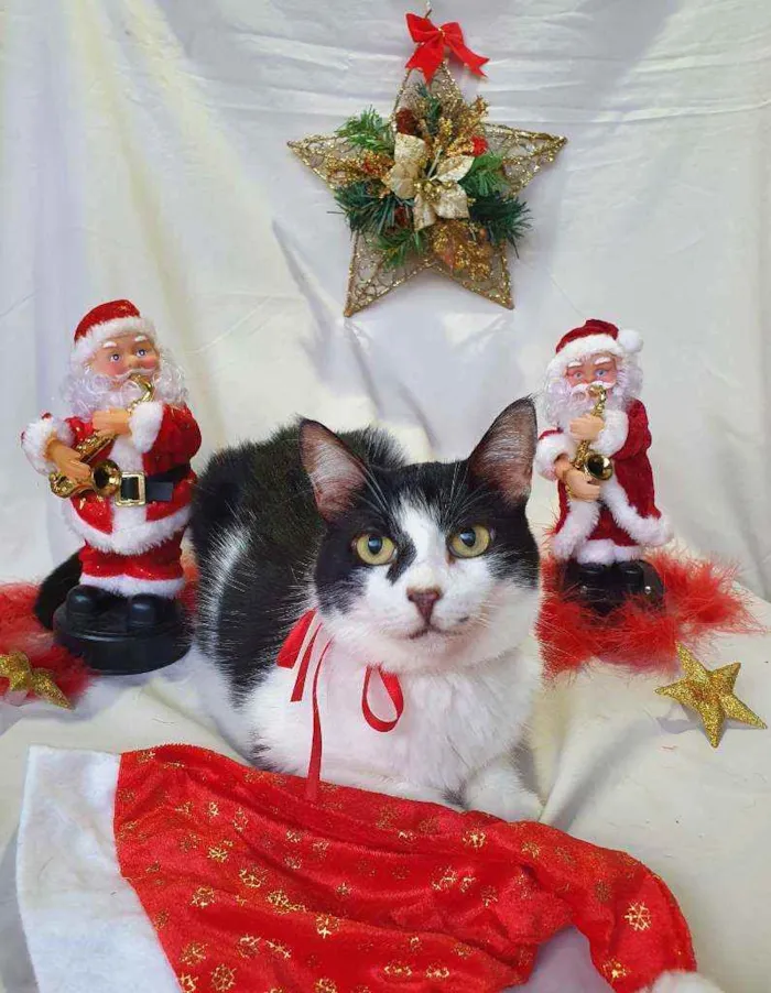 Gato ra a SRD idade 2 anos nome COOKIE 