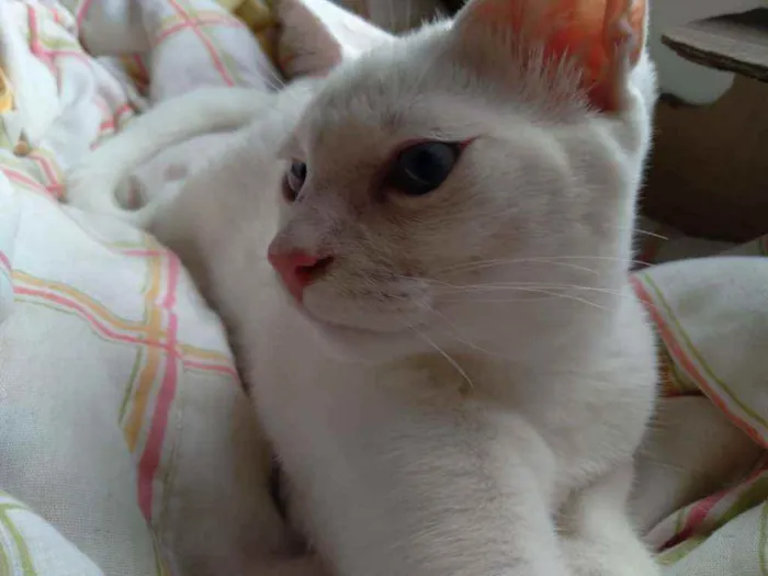 Gato ra a Srd idade 2 a 6 meses nome Branco