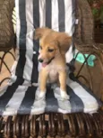 Cachorro raça Indefinida idade 2 a 6 meses nome Caju