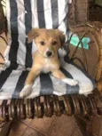 Cachorro raça Indefinida idade 2 a 6 meses nome Caju