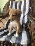 Cachorro raça Indefinida idade 2 a 6 meses nome Caju