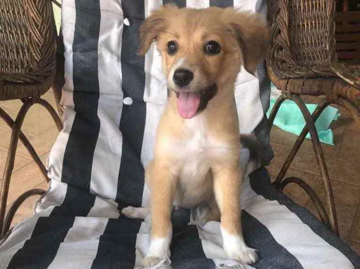 Cachorro raça Indefinida idade 2 a 6 meses nome Caju