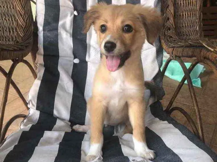 Cachorro raça Indefinida idade 2 a 6 meses nome Caju