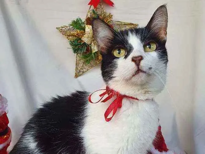 Gato ra a SRD idade 2 anos nome COOKIE 