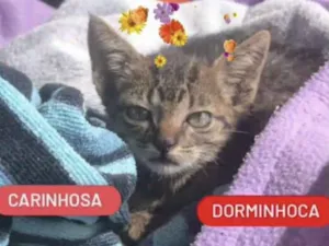 Gato raça SRD idade Abaixo de 2 meses nome Mina 