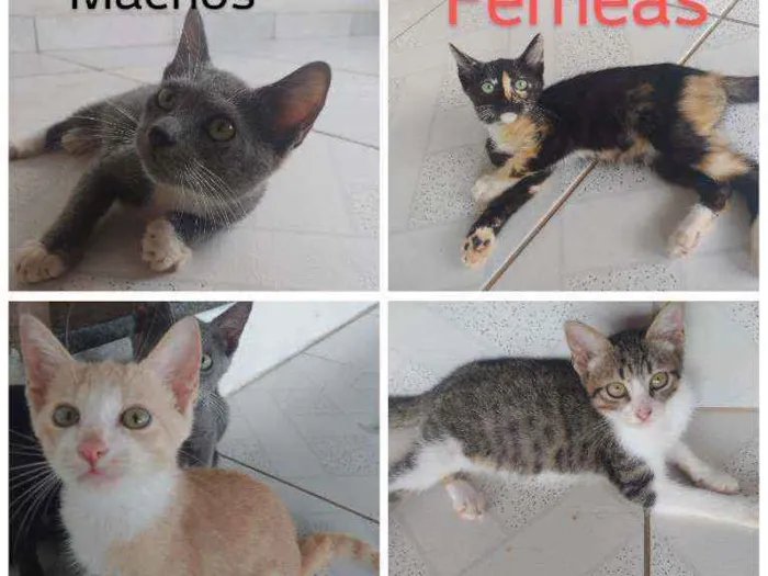 Gato ra a Mestiça idade 2 a 6 meses nome Sem nome