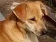 Cachorro raça Sem raça definida  idade 2 anos nome Novinha