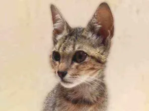 Gato raça Desconhecida idade Abaixo de 2 meses nome Sem nome