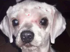 Cachorro raça lhasa apso idade 6 ou mais anos nome Cristal