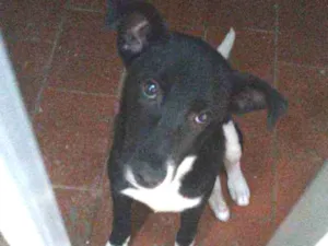 Cachorro raça SRD idade 2 a 6 meses nome Spot
