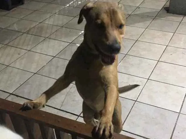 Cachorro ra a Sem raça definida  idade 7 a 11 meses nome Thor