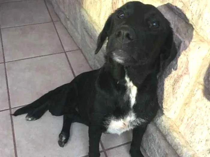 Cachorro ra a Vira Lata idade  nome Sem Nome