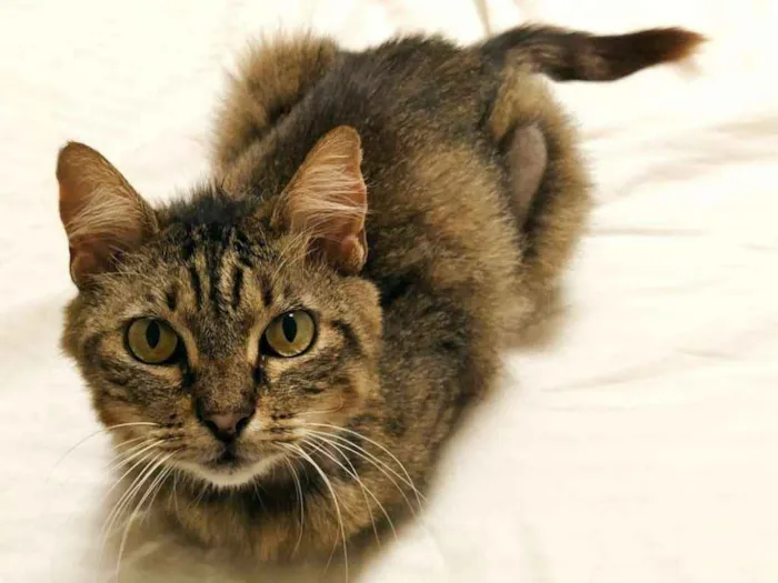 Gato ra a srd idade 3 anos nome Raposinha