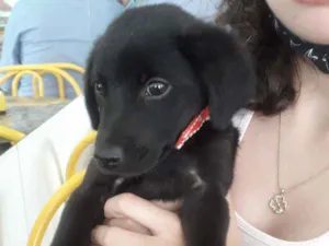 Cachorro raça Srd idade 2 a 6 meses nome Nao tem nome 