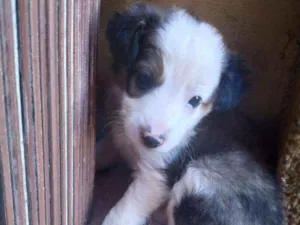 Cachorro raça SRD-ViraLata idade Abaixo de 2 meses nome Peludinhos