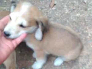 Cachorro raça Pinscher com vira-lata idade 2 a 6 meses nome Dedé