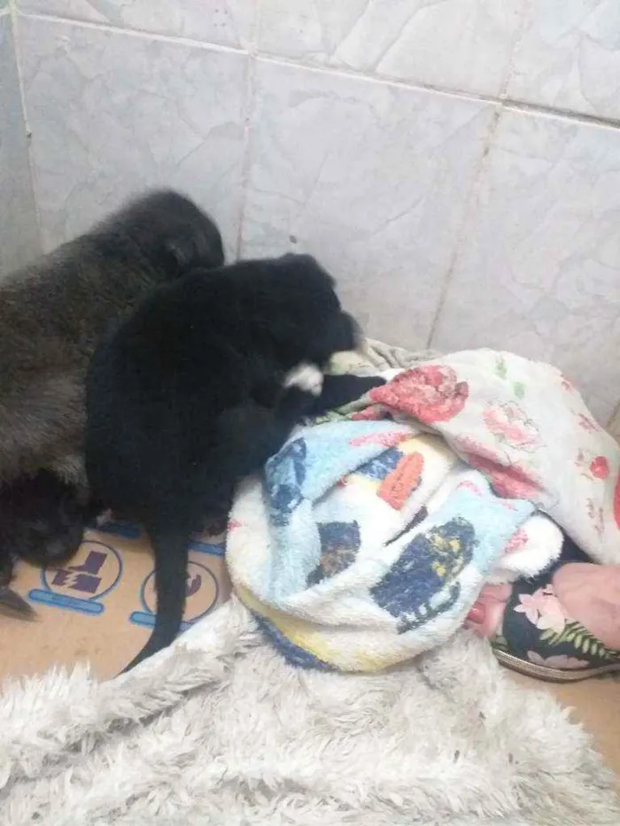 Cachorro raça Sem Raça Definida idade 2 a 6 meses nome Não possuem