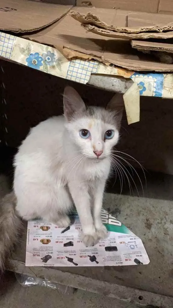 Cachorro raça SRD idade 7 a 11 meses nome Olívia 