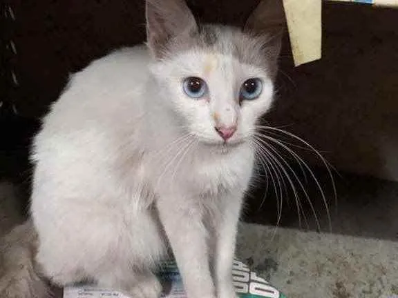 Cachorro raça SRD idade 7 a 11 meses nome Olívia 