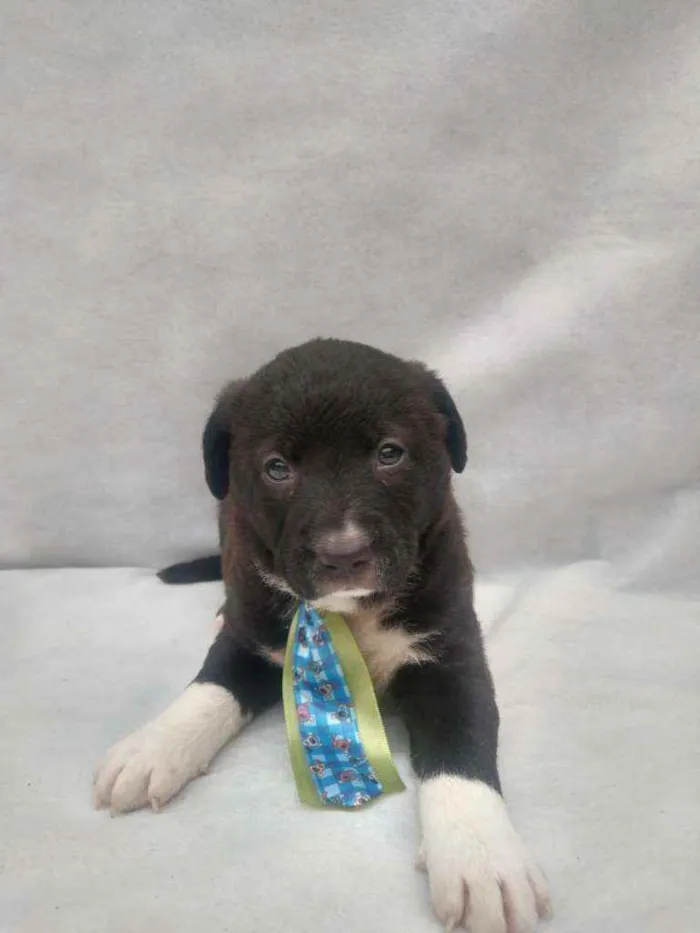 Cachorro raça Srd idade Abaixo de 2 meses nome Bart