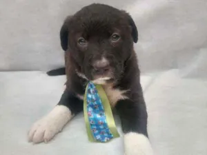 Cachorro raça Srd idade Abaixo de 2 meses nome Bart