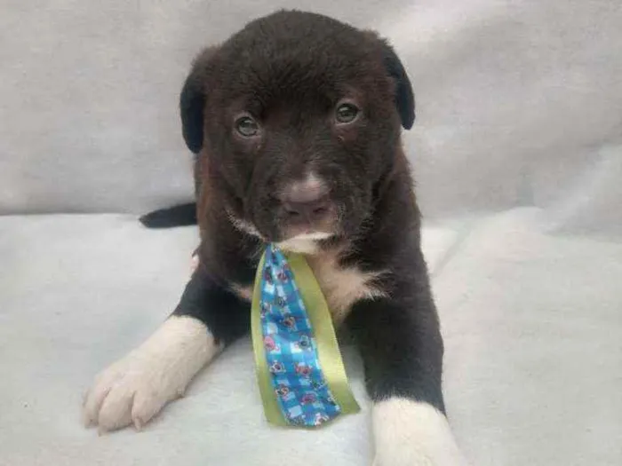 Cachorro raça Srd idade Abaixo de 2 meses nome Bart