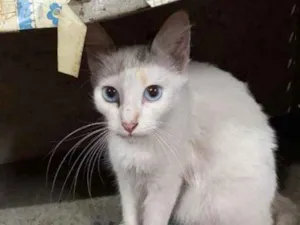 Cachorro raça SRD idade 7 a 11 meses nome Olívia 