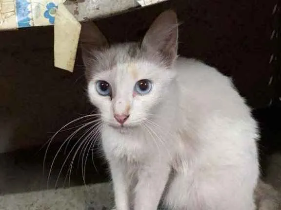 Cachorro raça SRD idade 7 a 11 meses nome Olívia 