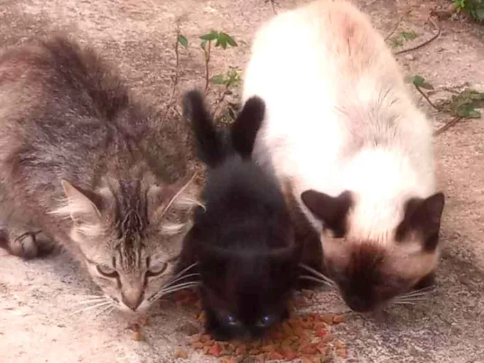 Gato ra a  idade Abaixo de 2 meses nome Seis gatinhos de 1 m