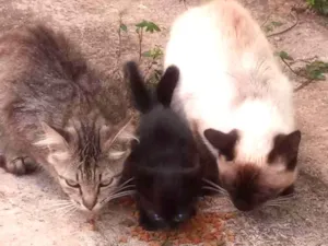 Gato raça  idade Abaixo de 2 meses nome Seis gatinhos de 1 m