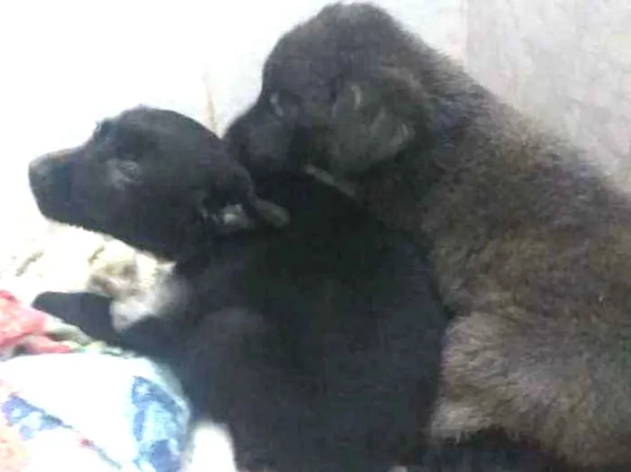 Cachorro raça Sem Raça Definida idade 2 a 6 meses nome Não possuem