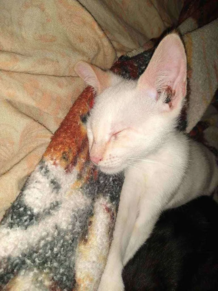 Cachorro ra a  idade 2 a 6 meses nome Zoro