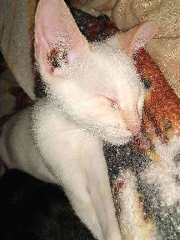 Cachorro ra a  idade 2 a 6 meses nome Zoro