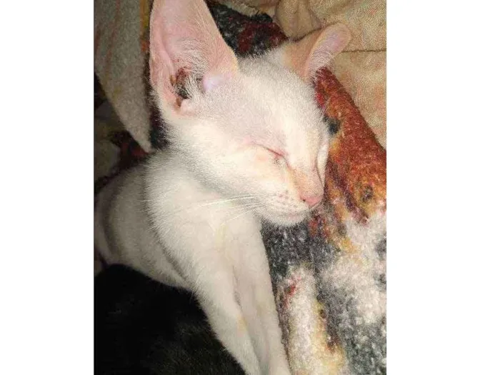 Cachorro ra a  idade 2 a 6 meses nome Zoro