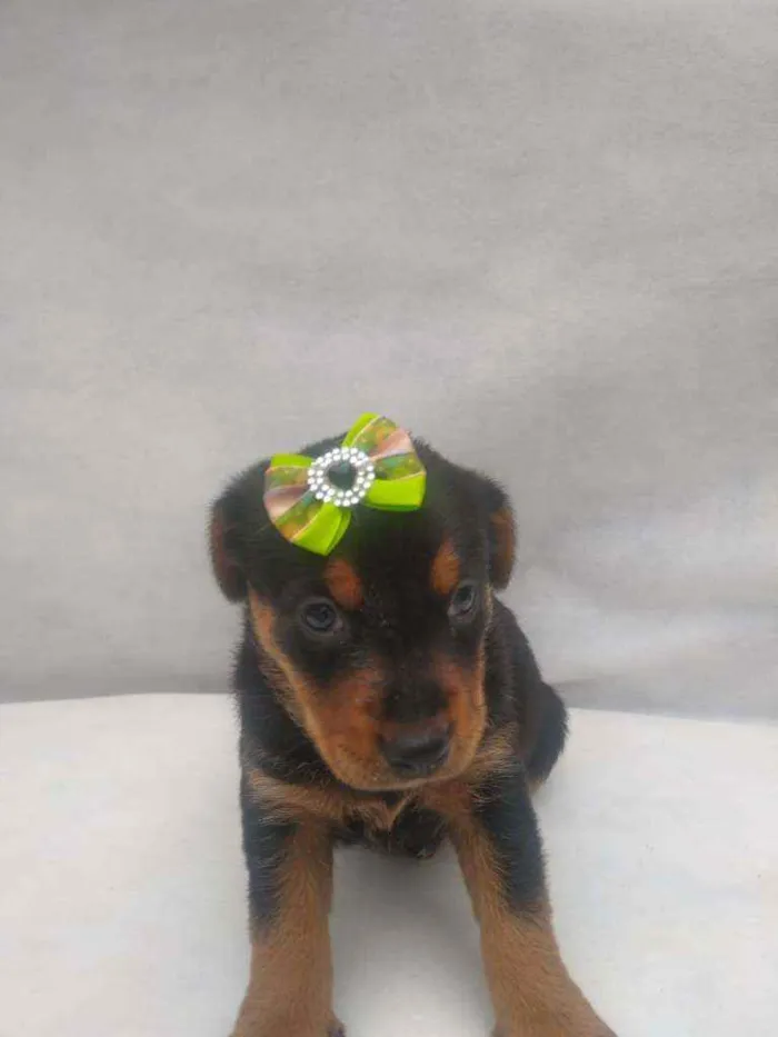 Cachorro raça Srd idade Abaixo de 2 meses nome Ayla