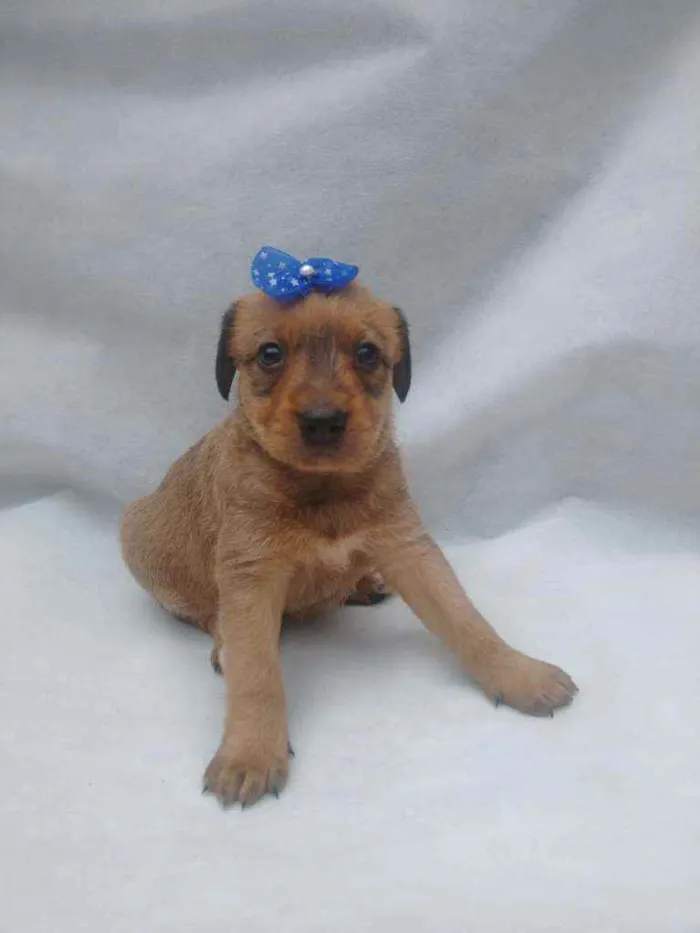 Cachorro raça Srd idade Abaixo de 2 meses nome Molly