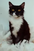 TITO