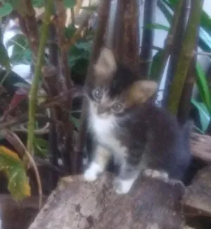 Gato raça Sem raça  idade 2 a 6 meses nome Tigrada