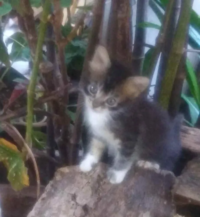 Gato ra a Sem raça idade 2 a 6 meses nome Tigrada