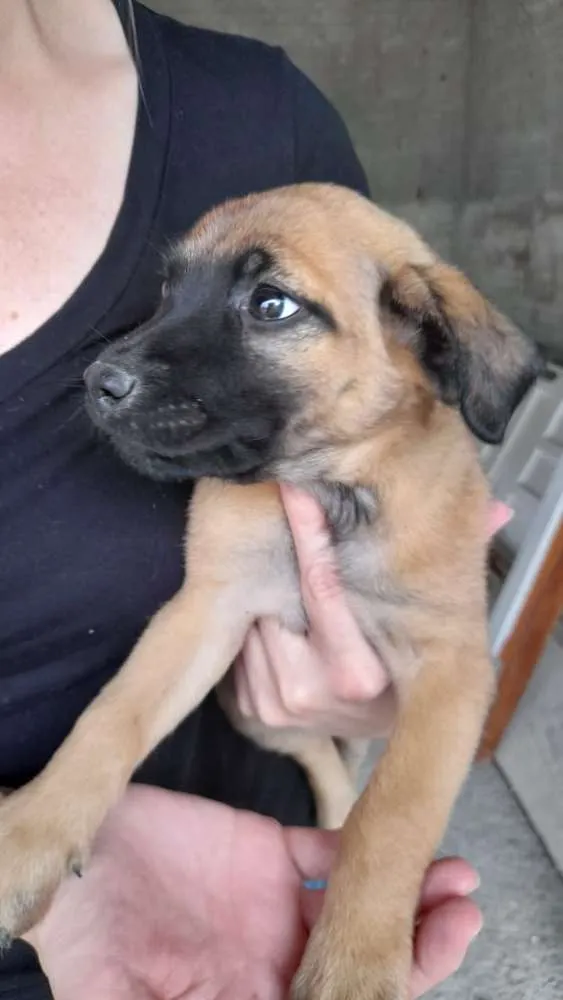 Cachorro ra a Vira-lata idade 2 a 6 meses nome Não escolhido