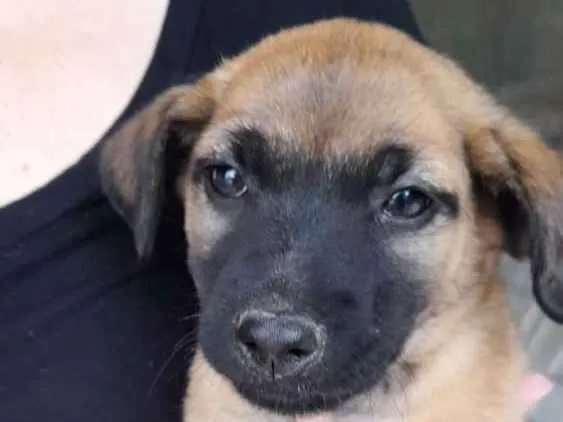 Cachorro ra a Vira-lata idade 2 a 6 meses nome Não escolhido