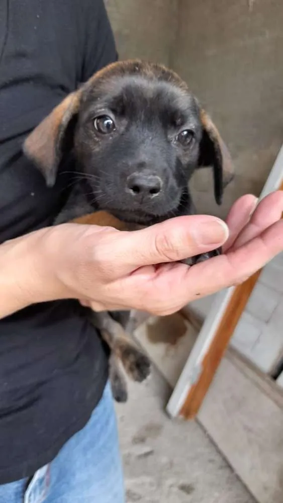 Cachorro ra a Vira-lata idade 2 a 6 meses nome Não escolhido