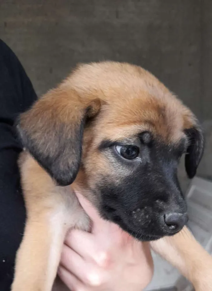 Cachorro ra a Vira-lata idade 2 a 6 meses nome Não escolhido