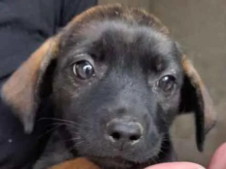 Cachorro ra a Vira-lata idade 2 a 6 meses nome Não escolhido